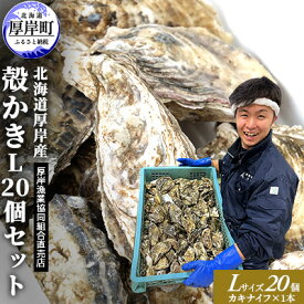 【ふるさと納税】厚岸産 殻かき L 20個セット 北海道 牡蠣 カキ かき 生食 　【魚介類 カキ】