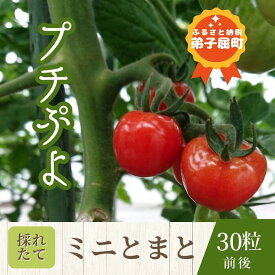 【ふるさと納税】☆先行予約☆1007.プチぷよ（ミニトマト）7月中旬より順次出荷予定