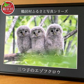 【ふるさと納税】農場カメラマンが撮った鶴居村ふるさと写真シリーズ　【三つ子のエゾフクロウ】　北海道　鶴居村　自然　野生動物　フクロウ