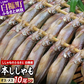 【ふるさと納税】ししゃも 国産 10尾 / 20尾 / 30尾 /60尾 【選べる容量】 海鮮 ふるさと納税 魚 本ししゃも シシャモ 柳葉魚 白糠産 国産 魚介 高級 干物 惣菜 子持ち グルメ 食べ物 人気 ランキング 冷凍 北海道 白糠町 白糠
