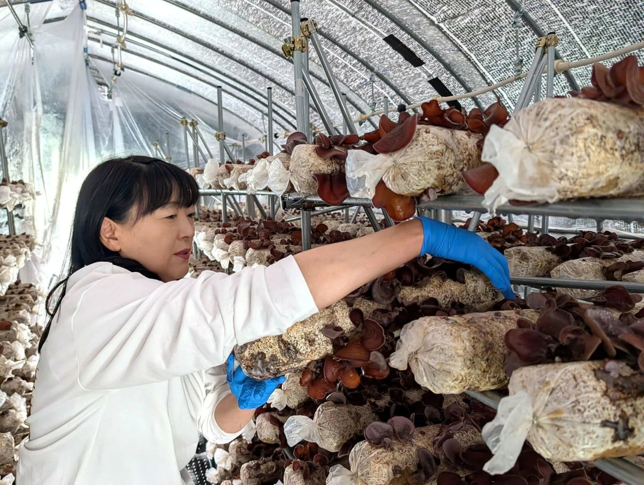 約900本並ぶキクラゲの菌床。生育状況をひとつひとつ確認する朋枝さん。