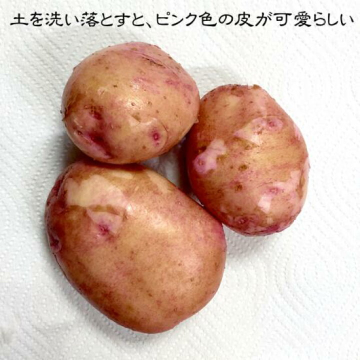 楽天市場 ふるさと納税 じゃがいも さやあかね 無農薬 無肥料 自然栽培 北海道産 5kg ふるさと納税 北海道 北海道白糠町