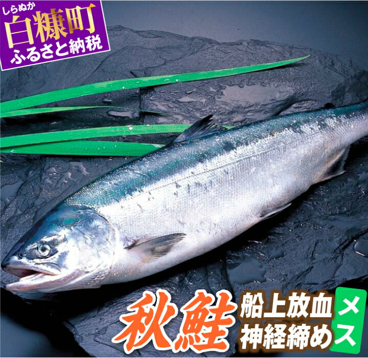 楽天市場 ふるさと納税 秋鮭 船上放血神経締め メス 3 0kg以上4 9kg以下 北海道白糠町