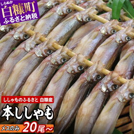 【ふるさと納税】 ＼高評価 5.00／ しらぬか産本ししゃも メス20尾～30尾（通常サイズ）／メス20尾～40尾（小さめサイズ） メスはプチプチ とっても美味しい! ふるさと納税 ししゃも 北海道産 国産 魚 人気 ランキング 北海道 白糠町