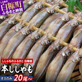 【ふるさと納税】しらぬか産本ししゃも 【数量限定】【オス20尾～40尾】 オスは濃厚 とっても美味しい! ふるさと納税 魚 ししゃも 北海道産 国産 魚介 グルメ 人気 ランキング 北海道 白糠町