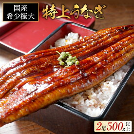 【ふるさと納税】高評価 ★5.0 総合1位 国産 特大 特上うなぎ 250g×2尾 【発送時期が選べる】（ ふるさと納税 うなぎ 国産 うなぎ 美味しい 鰻 ウナギ 蒲焼き 蒲焼 魚 魚介 魚貝 海鮮 うな重 ひつまぶし 蒲焼 ギフト 人気 おすすめ 北海道 別海町 ）