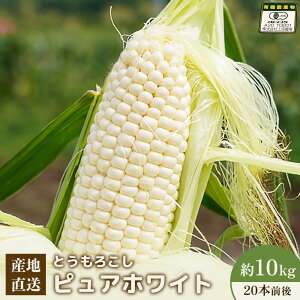 【ふるさと納税】【2026年度発送分】上原農場直送 有機栽培とうもろこし (ピュアホワイト) 約10kg 約20本前後 | 北海道 中標津 とうもろこし とうきび 野菜 夏野菜 夏 産地直送 新鮮 採れたて