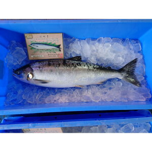yӂ邳Ɣ[ŁzmPYI̋ 1(3.3kg`3.4kg) |  Y Hi lC  