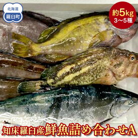 【ふるさと納税】知床羅臼産 鮮魚詰め合わせA　約5kg 魚 さかな 旬の魚 鮮魚 羅臼町 北海道 生産者 支援 応援