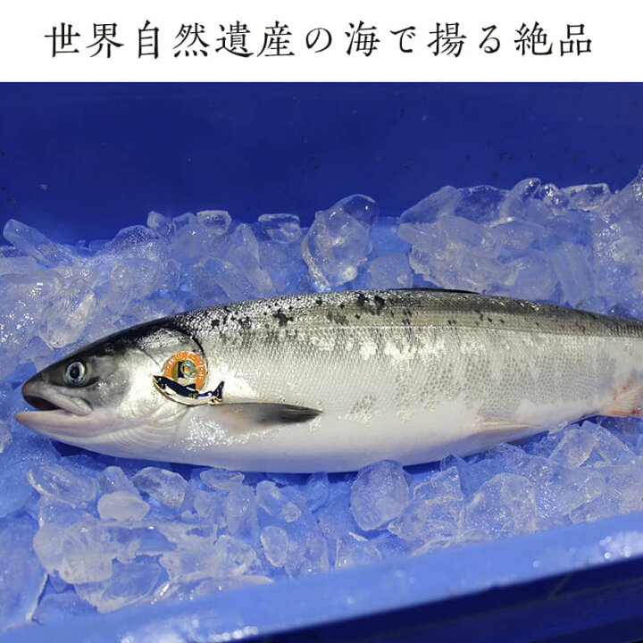 楽天市場 ふるさと納税 北海道羅臼産 幻の鮭児 白鮭 1本 2 1 2 5kg 数量限定 切り身加工 世界遺産知床の海 秋鮭 しゃけ 魚 北海道 海産物 魚介 魚介類 知床 しれとこ 羅臼 らうす 世界自然遺産 人気 ブランド 天然 鮭 さけ サケ シャケ 脂 送料無料 F21m 613