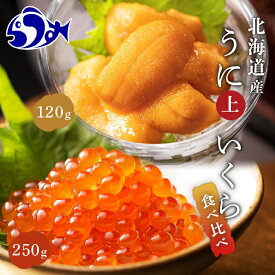 【ふるさと納税】【先行/2026年1月より発送】知床羅臼町産うにといくらの食べ比べセット（うに【上】120g・いくら250g） 生産者 支援 応援