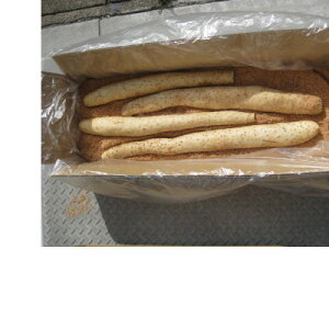 yӂ邳Ɣ[ŁzXYȂuloX^[v5kg(3L`4LTCY×4{)yzsnFEꌧzy1375460z