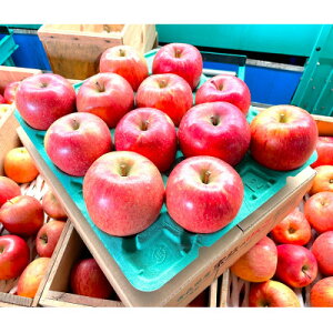 yӂ邳Ɣ[Łzy2025N12\zϓx13xȏ! tƂ炸Tӂ 3kg 󂠂yzsnFzy1682156z