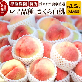 【ふるさと納税】【レビューキャンペーン】【25年9月発送】もも【2025年産 レア品種 さくら白桃】特秀 約1.5kg 5玉程度 ASIAGAP認証農場 津軽農園 採れたて 農家直送