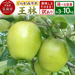 【ふるさと納税】【25年12月〜発送】りんご 王林【訳あり】【選べる容量】しらかみラボ