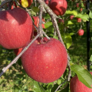yӂ邳Ɣ[ŁzSevenAppleؑ_璼@㊮nӂ10kgy1422346z