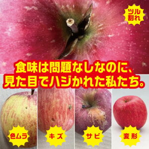 yӂ邳Ɣ[Łzy2025N11{`JnzVimXC[g@󂠂񂲁@12`23@5KgyzsnFzy1506696z