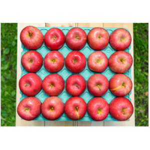yӂ邳Ɣ[Łzy25N10菇zϓx12xȏ! ӂ 10kg 󂠂yzsnFꌧzy1610391z