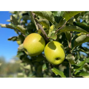 �y�ӂ邳�Ɣ[�Łz�y�����̊Â��z����(�����p�i)3kg�y1689448�z