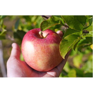 �y�ӂ邳�Ɣ[�Łz�y2026�N1�������\��z���ϓ��x13�x�ȏ�! �t�Ƃ炸�T���ӂ� ��3kg �󂠂�y�z���s�n��F�����E���ꌧ�z�y1698387�z