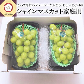楽天市場 ふるさと納税 訳あり マスカットの通販