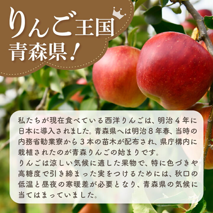 りんご 約10kg サンふじ 青森産 りんご 約10kg サンふじ 青森産