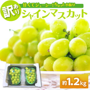 yӂ邳Ɣ[Łzy 󂠂 z VC}XJbg 1.2kg ( zIׂ 11 12 ) / ƒp Ԃǂ  O[v ʕ  t[c KiO H { X ܏쌴s
