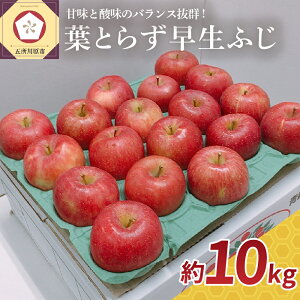yӂ邳Ɣ[Łzs 2025N10t tƂ炸 ӂ 10kg /  ь Abv 퉷ۑ 蕨 Mtg  t[c ʕ 퉷ۑ H { X ܏쌴s
