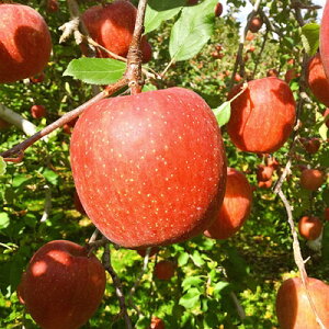 �y�ӂ邳�Ɣ[�Łz�y1�������z�\�a�c�[����񂲁y�T���ӂ��E���сz�l����10kg(����40��)�y�z���s�n��F�����z�y1013362�z