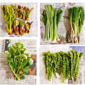 yӂ邳Ɣ[Łzyꂩ̎dzX\acsY R؃Zbg[2`5(ނ܂)]@1yzsnFzy1597928z