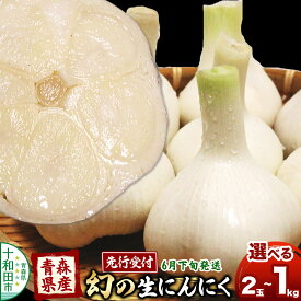 【ふるさと納税】先行受付 青森県産にんにく 幻の生にんにく【選べる内容量：2玉／5玉／1kg（約10〜20玉）】6月下旬発送 [福地ホワイト 青森期待の新人商店 稀少 ニンニク 今が旬]