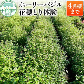 【ふるさと納税】ホーリーバジル花穂とり体験（4名様まで）青森県十和田市 [ハーブ 農業体験]