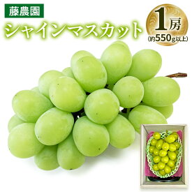 【ふるさと納税】シャインマスカット 1房 (約550g以上)｜糖度18度以上 種なし ぶどう フルーツ 果物 贈答 青森 つがる市 藤農園 2025年産 令和7年 農福連携 [0625]
