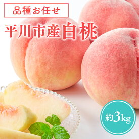 【品種お任せ　8月～9月発送予定】平川市産白桃 約3kg