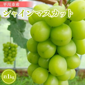 【ふるさと納税】 青森県 平川市産 シャインマスカット 約1kg ( 2～3房 )【 青森県 平川市 今井農園 】青森県産 産地直送 マスカット ぶどう ブドウ 葡萄 白ぶどう 白ブドウ 白葡萄 フルーツ 果物 くだもの お取り寄せ グルメ レビューキャンペーン