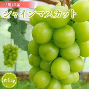 【ふるさと納税】 青森県 平川市産 シャインマスカット 約1kg ( 2〜3房 )【 青森県 平川市 今井農園 】青森県産 産地直送 マスカット ぶどう ブドウ 葡萄 白ぶどう 白ブドウ 白葡萄 フルーツ 果