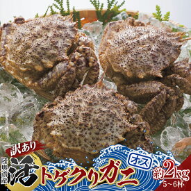 【ふるさと納税】《訳あり》青森県 陸奥湾産 活トゲクリガニ(オス) 約2kg (5～6杯) 《白砂活貝組 琉宝丸》 漁師直送 かに カニ 蟹 魚介 青森 青森県 東北 むつ湾 F21J-179