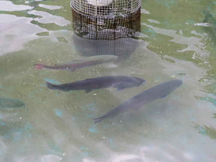 楽天市場 ふるさと納税 鮮魚でお届け 幻の魚 イトウ 1尾 約1kg 配送地域限定 魚介類 魚貝類 川魚 青森県鰺ヶ沢町 楽天市場 ふるさと納税 鮮魚でお届け 幻の魚 イトウ 1尾 約1kg 配送地域限定 魚介類 魚貝類 川魚 青森県鰺ヶ沢町