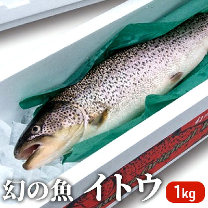 楽天市場 ふるさと納税 鮮魚でお届け 幻の魚 イトウ 1尾 約1kg 配送地域限定 魚介類 魚貝類 川魚 青森県鰺ヶ沢町