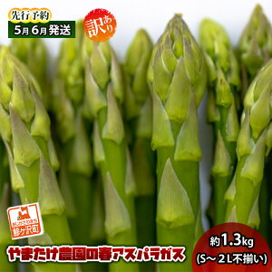 �y�ӂ邳�Ɣ[�Łz�A�X�p���K�X ��s�\�� �t�A�X�p���K�X ��1.3kg S�`2L �󂠂� �s���� ��܂����_�� �K�i�O �A�X�p�� �O���[���A�X�p�� ��� �t��� �t �{ ���ǂ� �Y�n���� 2026�N 2026 �\�� �X 