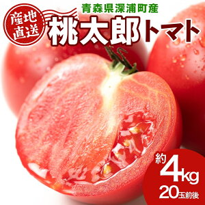 yӂ邳Ɣ[ŁzXY Y g}g 4kg 20ʑO 7{`11{͂  tomato VN  { Â n W[X Yn _ƒ  퉷 iJ_ X [Y@
