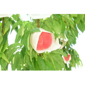 【ふるさと納税】【2026年発送】田舎館村産　桃(まどか)2kg【配送不可地域：離島】【1677675】