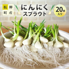 【ふるさと納税】にんにくスプラウト20本入り　お届け：2026年11月上旬～2027年2月下旬まで