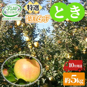 yӂ邳Ɣ[Łz10 p t炸Ƃ  5kgy I zĂGAP XY ÌyY S ь gL ʕ JGAPF S Â Mtg @͂F2025N101`2025N1020