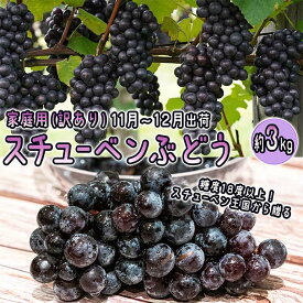 【ふるさと納税】11～12月 津軽ぶどう村 秀品 スチューベン ぶどう 約 3kg 訳あり 家庭用 【 青森ぶどう 青森県鶴田町産 11月 12月 果物 フルーツ ポリフェノール 甘い 高糖度 美味しい 　お届け：2025年11月1日～2025年12月26日