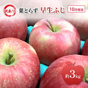 yӂ邳Ɣ[Łz10 ƒp 󂠂 ӂ  3kg  S ь ʕ t[c 킯 X@͂F2025N101`2025N1020