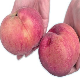 【ふるさと納税】【訳あり】【2026年産・先行予約】青森県産 桃 約3kg（7~10玉） 8月中旬～9月中旬頃まで発送予定 旬の桃（あかつき・一宮白鳳・川中島白桃・だて白桃） やまさん農園 青森県 三戸町