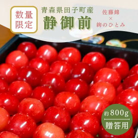 【ふるさと納税】【数量限定 6月中旬から6月下旬発送】贈答用 静御前（さくらんぼ）秀 L以上 手詰め 約800g 青森県田子町産　【 果物 フルーツ 大粒 高糖度 ジューシー 贈り物 ギフト 】　お届け：2024年6月15日～2024年6月30日