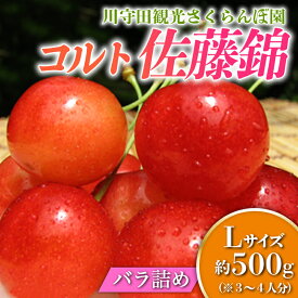 【ふるさと納税】さくらんぼ 「コルト佐藤錦 Lサイズ」 バラ (約500g) ※3～4人分 【川守田観光さくらんぼ園】 フルーツ王国 南部町 サクランボ チェリー 桜桃 果物 くだもの フルーツ 夏果実 高級 贈答 ギフト 産地直送 青森県産 デザート 旬 F21U-163