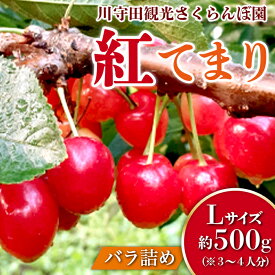 【ふるさと納税】さくらんぼ 「紅てまり Lサイズ」 バラ (約500g) ※3～4人分 【川守田観光さくらんぼ園】 フルーツ王国 南部町 サクランボ チェリー 桜桃 果物 くだもの フルーツ 夏果実 高級 贈答 ギフト 産地直送 青森県産 デザート 旬 F21U-167